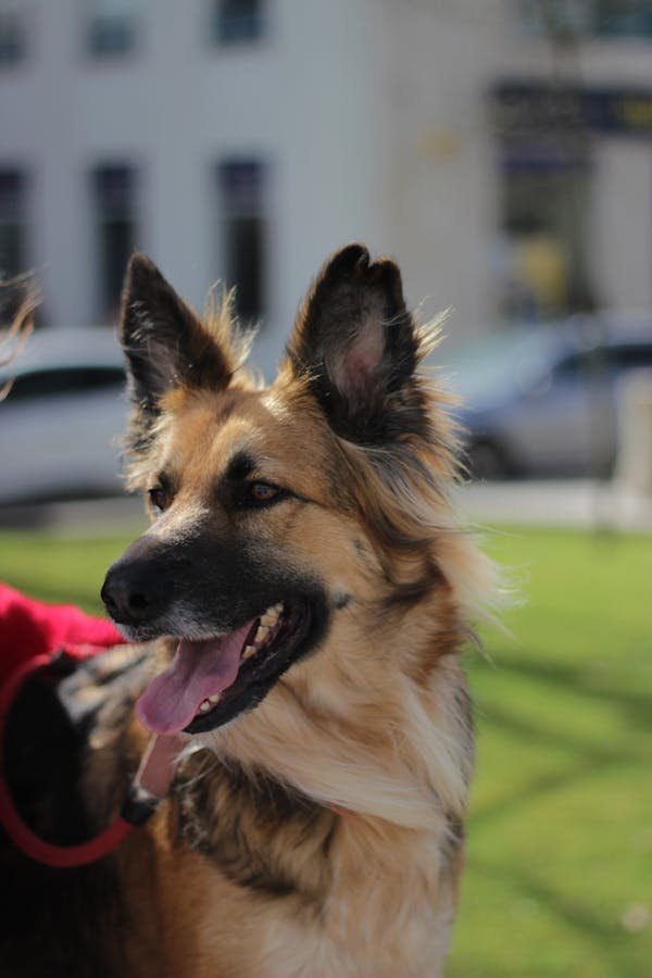 Robot ramasse crotte automatique : quel prix pour votre confort ?